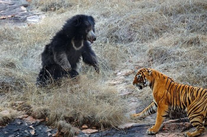 Tiger vs Mother Bear (12 pics)