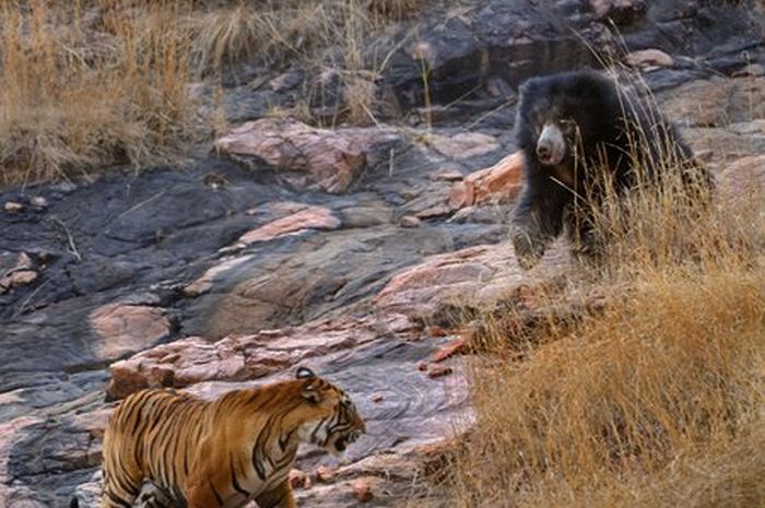 Tiger vs Mother Bear (12 pics)