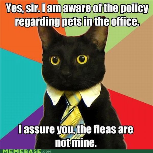 Business Cat (41 pics)
