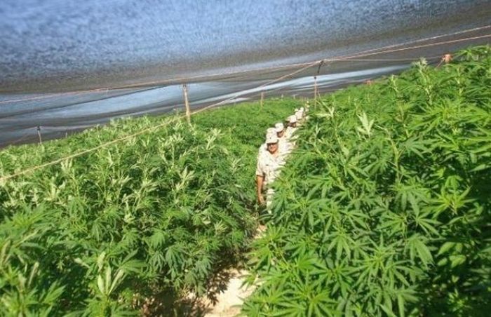 Marijuana Plantation in Mexico (7 pics)