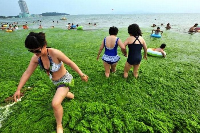 Chinese Beach Turns Green (8 pics)