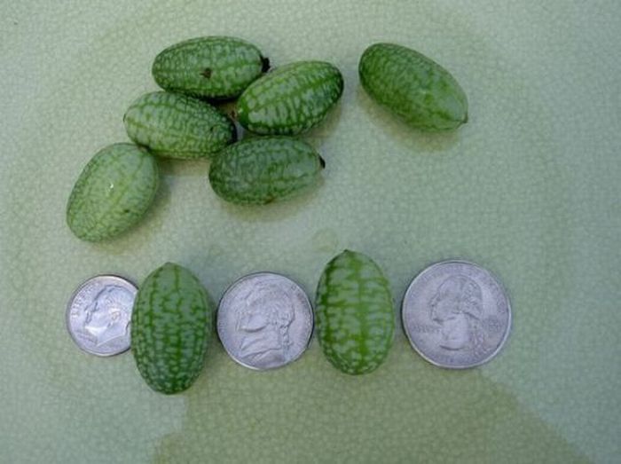 Tiny Watermelon (6 pics)