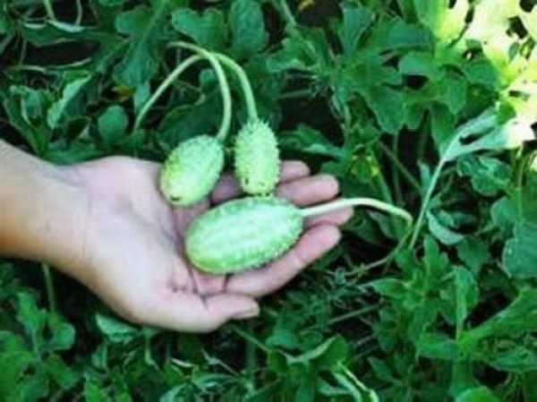 Tiny Watermelon (6 pics)