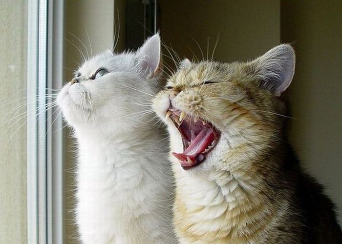 Acid Picdump (90 pics)