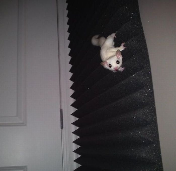 Acid Picdump (90 pics)
