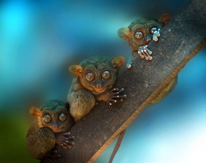 Acid Picdump (90 pics)
