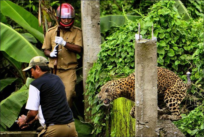 Leopard Goes Nuts and Attacks People (7 pics)