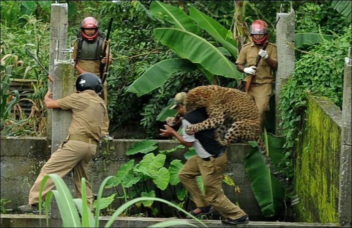 Leopard Goes Nuts and Attacks People (7 pics)