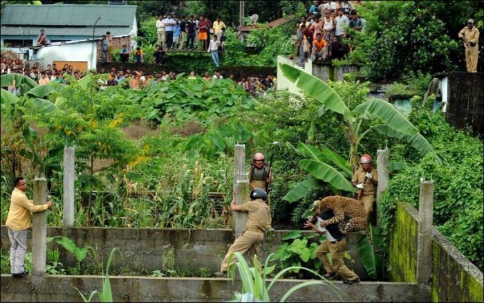 Leopard Goes Nuts and Attacks People (7 pics)