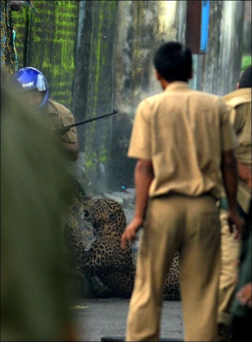 Leopard Goes Nuts and Attacks People (7 pics)