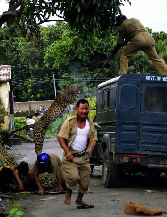 Leopard Goes Nuts and Attacks People (7 pics)