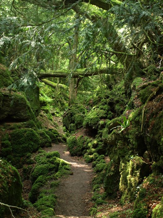 Puzzlewood – Tolkien’s Inspiration for Middle-earth (21 pics)