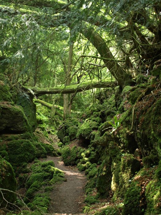 Puzzlewood – Tolkien’s Inspiration for Middle-earth (21 pics)