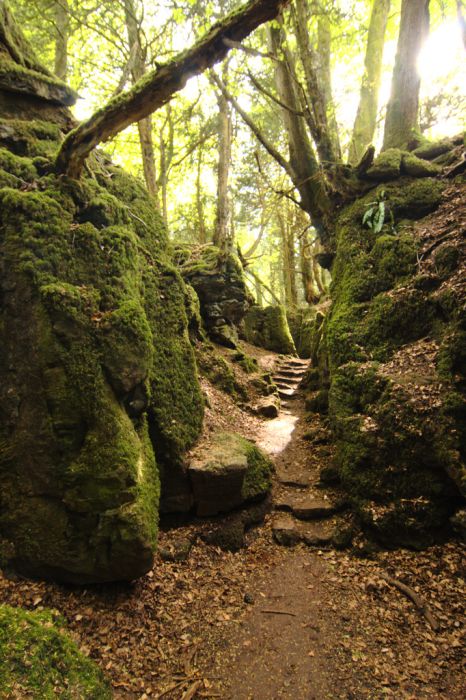 Puzzlewood – Tolkien’s Inspiration for Middle-earth (21 pics)