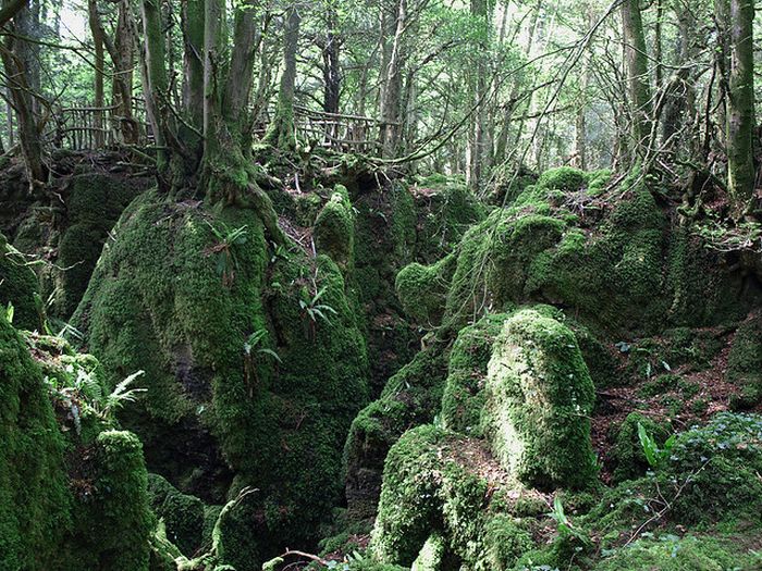 Puzzlewood – Tolkien’s Inspiration for Middle-earth (21 pics)