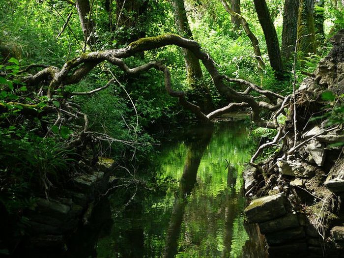 Puzzlewood – Tolkien’s Inspiration for Middle-earth (21 pics)