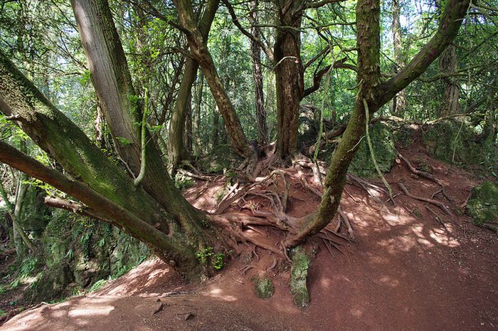 Puzzlewood – Tolkien’s Inspiration for Middle-earth (21 pics)