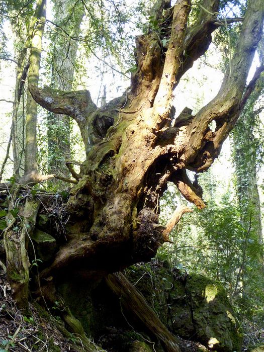 Puzzlewood – Tolkien’s Inspiration for Middle-earth (21 pics)