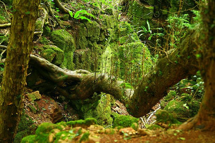 Puzzlewood – Tolkien’s Inspiration for Middle-earth (21 pics)