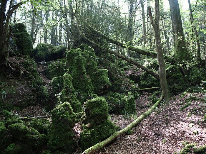 Puzzlewood – Tolkien’s Inspiration for Middle-earth (21 pics)