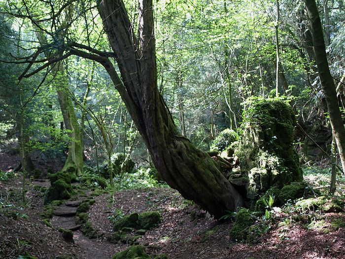 Puzzlewood – Tolkien’s Inspiration for Middle-earth (21 pics)