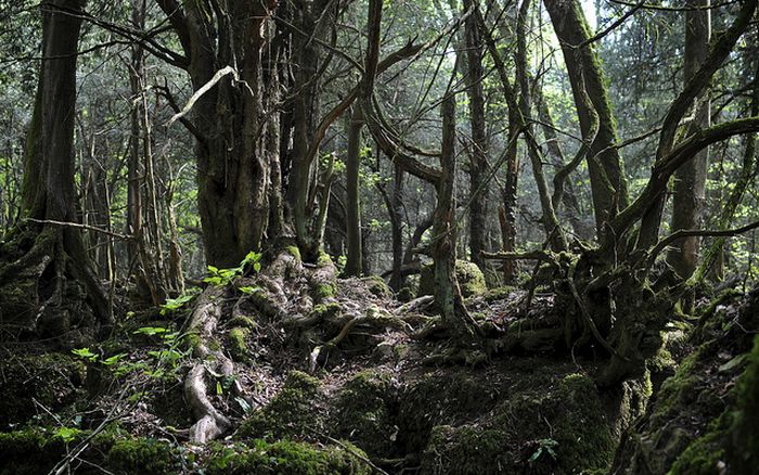 Puzzlewood – Tolkien’s Inspiration for Middle-earth (21 pics)