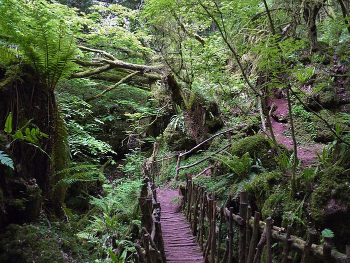 Puzzlewood – Tolkien’s Inspiration for Middle-earth (21 pics)