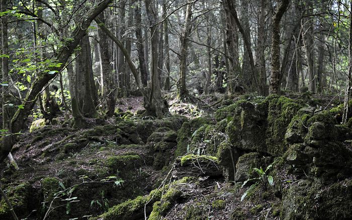 Puzzlewood – Tolkien’s Inspiration for Middle-earth (21 pics)