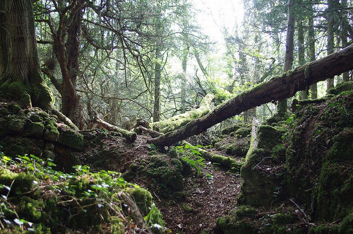 Puzzlewood – Tolkien’s Inspiration for Middle-earth (21 pics)
