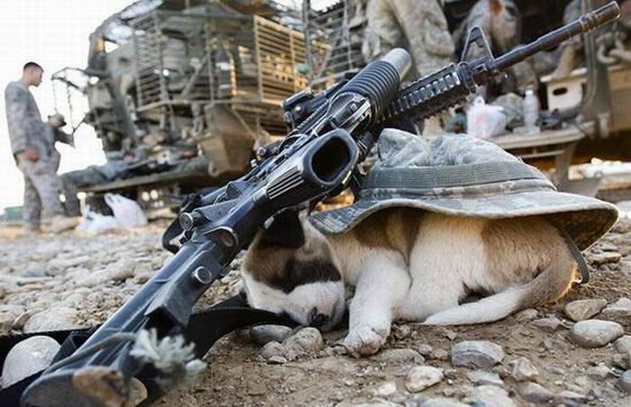 Hilarious Army Photos. Part 2 (61 pics)