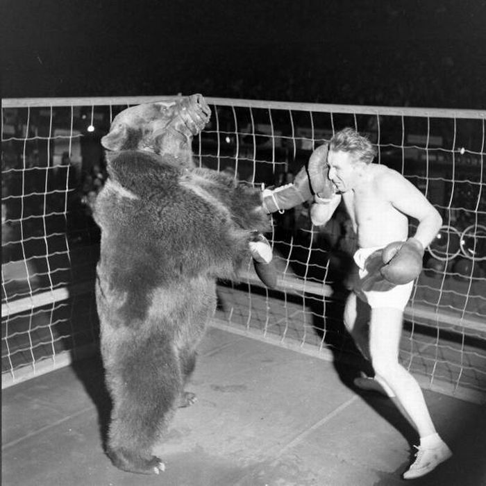 Bear Boxing with a Man (6 pics)