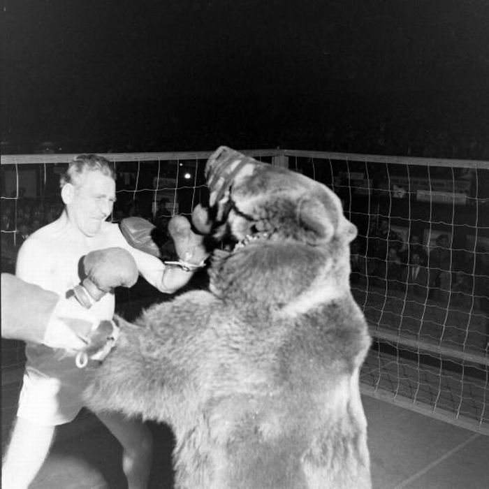 Bear Boxing with a Man (6 pics)
