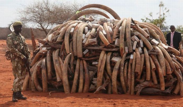 Ivory Burned in Kenya (9 pics)