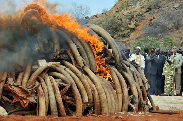 Ivory Burned in Kenya (9 pics)