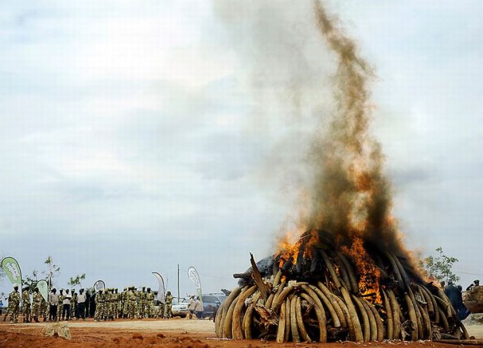 Ivory Burned in Kenya (9 pics)