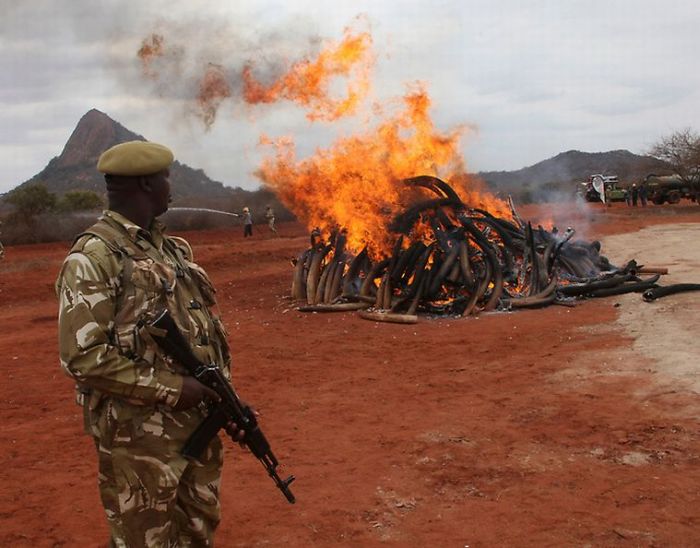 Ivory Burned in Kenya (9 pics)