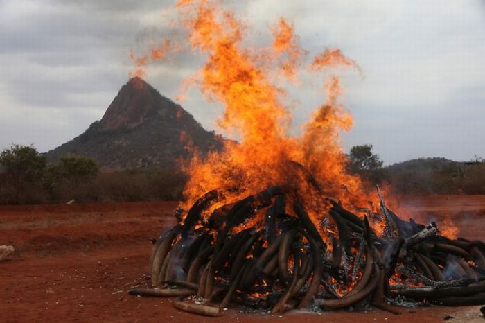 Ivory Burned in Kenya (9 pics)