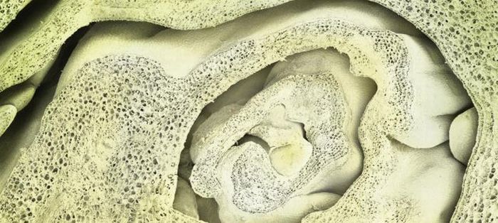 Food Under the Microscope (19 pics)