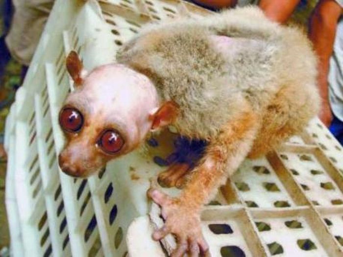 Villagers Mistake Monkey for Alien (3 pics)