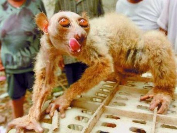 Villagers Mistake Monkey for Alien (3 pics)