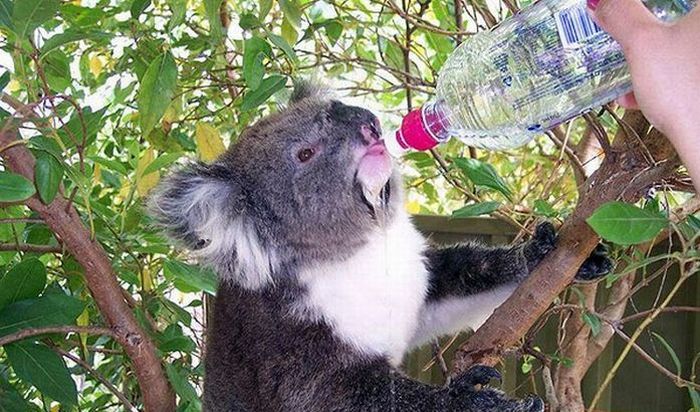 Koalas Cooling Down (17 pics)