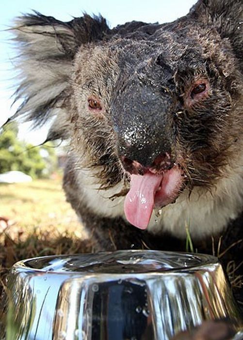 Koalas Cooling Down (17 pics)