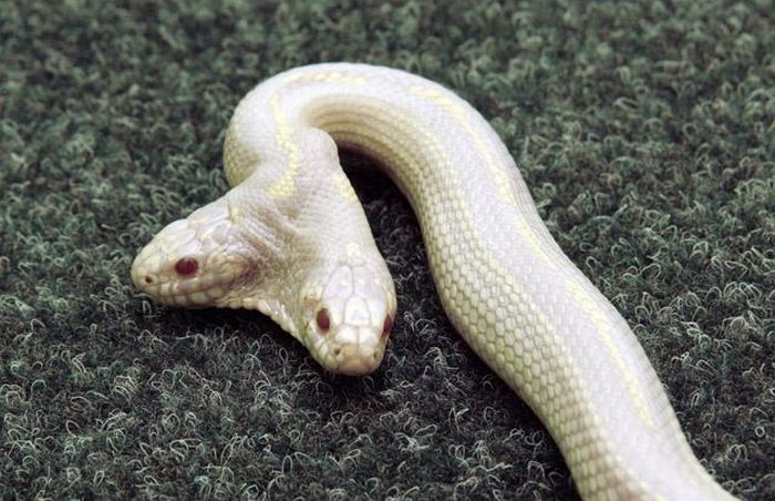 Albino Snake with Two Heads (9 pics)