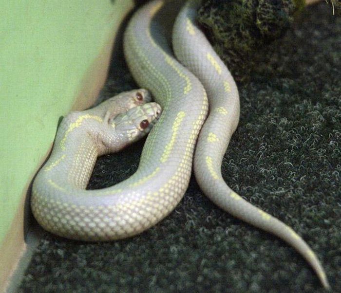 Albino Snake with Two Heads (9 pics)