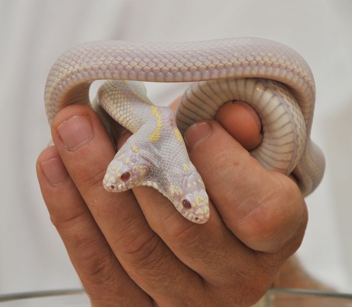 Albino Snake with Two Heads (9 pics)