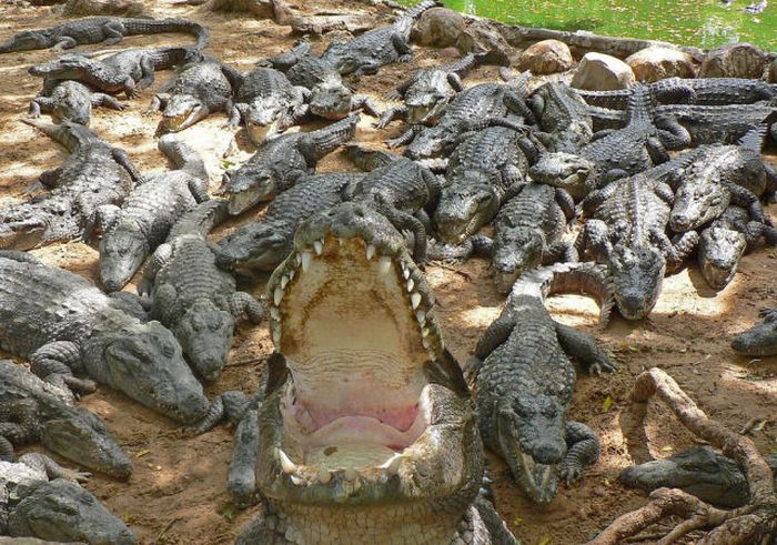 Acid Picdump (92 pics) Acid Picdump (92 pics)