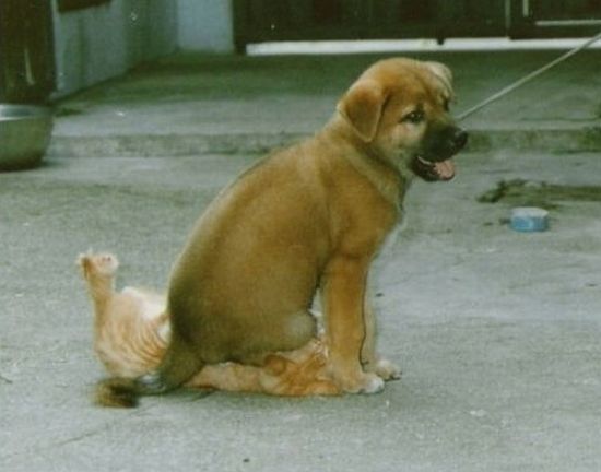 Acid Picdump (92 pics)
