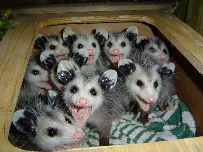 Acid Picdump (92 pics) Acid Picdump (92 pics)