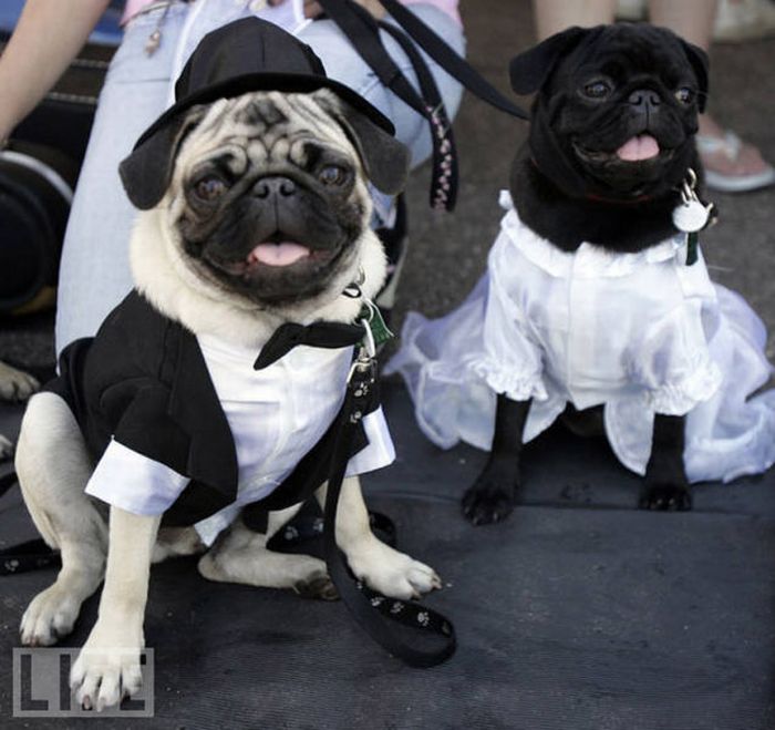 Mass Weddings  (11 pics)