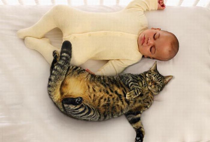 Napping With Pets (20 pics)